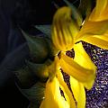 Sunflower by Julie Powell