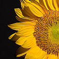 Sunflower by Mark Ashkenazi Sunflower by Mark Ashkenazi
