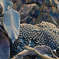Sunflower Seeds and Apple Leaves by Jo Smoley Sunflower Seeds and Apple Leaves by Jo Smoley