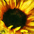 Sunflower Shadow And Light by Susan Savad Sunflower Shadow And Light by Susan Savad
