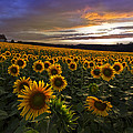 Sunflower Sunset Photograph by Debra and Dave Vanderlaan Sunflower Sunset Photograph by Debra and Dave Vanderlaan