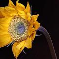 Sunflower Yellow by Julie Powell