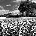 Sunflowers in Black and White Photograph by Debra and Dave Vanderlaan Sunflowers in Black and White Photograph by Debra and Dave Vanderlaan
