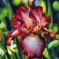 Sunlit Iris Painting by Hailey E Herrera Sunlit Iris Painting by Hailey E Herrera