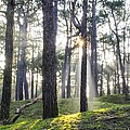 Sunlit Trees Photograph by Spikey Mouse Photography Sunlit Trees Photograph by Spikey Mouse Photography