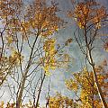 Sunny Leaves Tall by Priska Wettstein Sunny Leaves Tall by Priska Wettstein