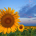 Sunny Side Up by Darren White Sunny Side Up by Darren White