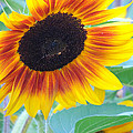 Sunny Sunflower Photograph by Greni Graph Sunny Sunflower Photograph by Greni Graph