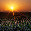 Sunrise, Crops, Farm, Sacramento Photograph by Panoramic Images Sunrise, Crops, Farm, Sacramento Photograph by Panoramic Images
