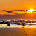 Sunrise Seagulls by Mike Covington