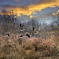 Sunset Geese Photograph by Christina Rollo Sunset Geese Photograph by Christina Rollo