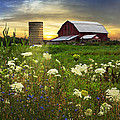 Sunset Lace Pastures Photograph by Debra and Dave Vanderlaan Sunset Lace Pastures Photograph by Debra and Dave Vanderlaan