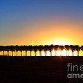 Sunset Over Tree Lined Road by Olivier Le Queinec Sunset Over Tree Lined Road by Olivier Le Queinec
