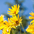 Sunshine by Chad Dutson Sunshine by Chad Dutson