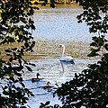 Swan And Ducks Through Trees by Carol Groenen Swan And Ducks Through Trees by Carol Groenen