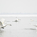 Swan Fight Photograph by Laurel Best Swan Fight Photograph by Laurel Best
