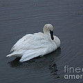 Swan Photograph by Jackie Farnsworth Swan Photograph by Jackie Farnsworth