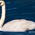 Swan on blue by Iris Richardson
