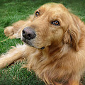 Sweet Golden Retriever Photograph by Larry Marshall Sweet Golden Retriever Photograph by Larry Marshall