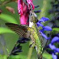 Sweet Hummer Photograph by Kathy Baccari Sweet Hummer Photograph by Kathy Baccari