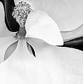 Sweet Magnolia Blossom by Sabrina L Ryan Sweet Magnolia Blossom by Sabrina L Ryan