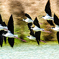 Symphony in Flight Photograph by James Gamble
