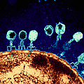 T-bacteriophages and e-coli Photograph by Eye Of Science T-bacteriophages and e-coli Photograph by Eye Of Science