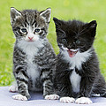 Tabby And Black Kittens Photograph by Duncan Usher Tabby And Black Kittens Photograph by Duncan Usher