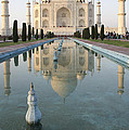 Taj Photograph by Elena Perelman Taj Photograph by Elena Perelman