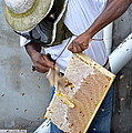 Taking Out The Honey Frames by Laura Forde