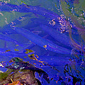 Tarpon Stack by Carey Chen Tarpon Stack by Carey Chen