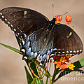 Tattered Tails Photograph by Kerri Farley Tattered Tails Photograph by Kerri Farley
