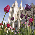 Temple Tulips by Chad Dutson Temple Tulips by Chad Dutson