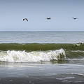Ten Pelicans Photograph by Steven Sparks Ten Pelicans Photograph by Steven Sparks