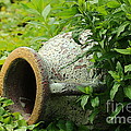 Terracotta vase in the green Photograph by Amanda Mohler Terracotta vase in the green Photograph by Amanda Mohler