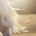 Texas Gold Photograph by Amanda Smith Texas Gold Photograph by Amanda Smith