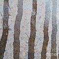Textural Forest by Brian Boyle Textural Forest by Brian Boyle