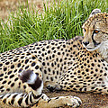 The Beautiful Cheetah Photograph by Jason Politte The Beautiful Cheetah Photograph by Jason Politte