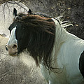 The Beautiful Dream by Terry Kirkland Cook