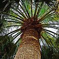 The Big Palm Digital Art by Kirt Tisdale The Big Palm Digital Art by Kirt Tisdale