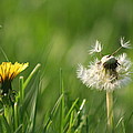 A Weed or A Wish Dandelion Photograph by Valerie Collins A Weed or A Wish Dandelion Photograph by Valerie Collins