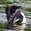 The Common Loon Photograph by Bill and Linda Tiepelman The Common Loon Photograph by Bill and Linda Tiepelman
