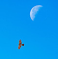The Cooper's Hawk and The Moon Photograph by Onyonet Photo Studios The Cooper's Hawk and The Moon Photograph by Onyonet Photo Studios