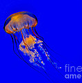 The Deep Photograph by Kathy Baccari The Deep Photograph by Kathy Baccari