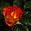 The Desire Of Love And Friendship by Tikvah's Hope The Desire Of Love And Friendship by Tikvah's Hope