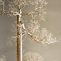 The Dreaming Tree by Holly Kempe The Dreaming Tree by Holly Kempe