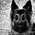 The Eyes Photograph by Frank J Casella The Eyes Photograph by Frank J Casella