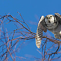 The flying Northern Hawk Owl Photograph by Torbjorn Swenelius The flying Northern Hawk Owl Photograph by Torbjorn Swenelius