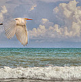 The Great Egret And The Ocean Photograph by Kathy Baccari The Great Egret And The Ocean Photograph by Kathy Baccari