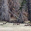 The Herd by Susan Kinney The Herd by Susan Kinney